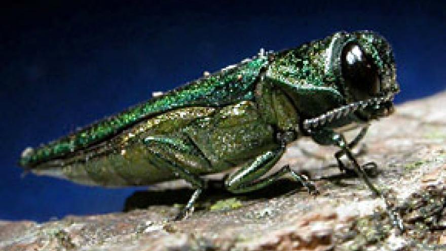 Shiny green Emerald Ash Borer on a branch against a dark background.