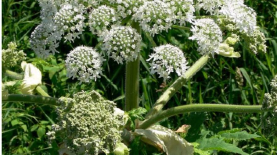 Giant Hogweed with large white flower clusters in a green field.