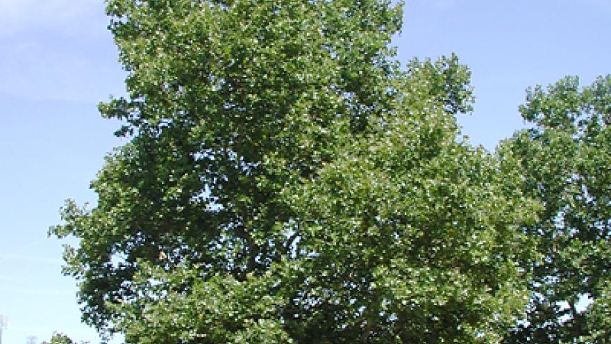 Large green London Planetree under a clear blue sky.