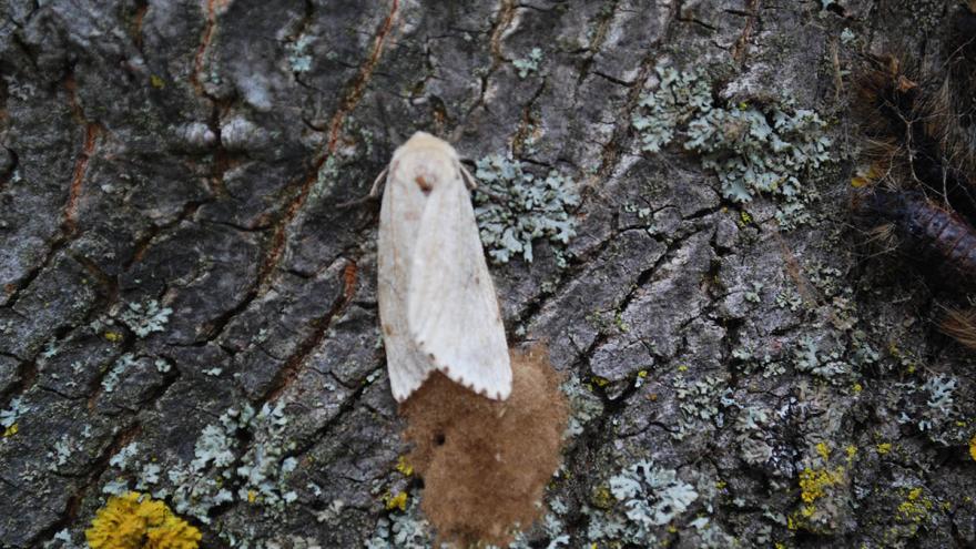 White moth on tree bark with lichen patches.