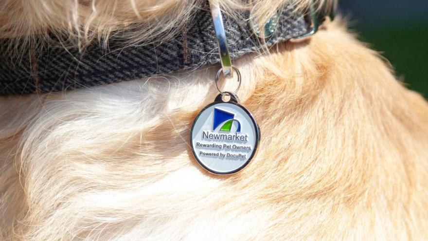 Close up of a dog with a Newmarket Pet Tag on its neck 