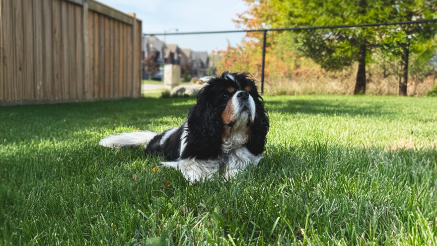 black and white dog sitting in a backyard on the grass with a black fence behind