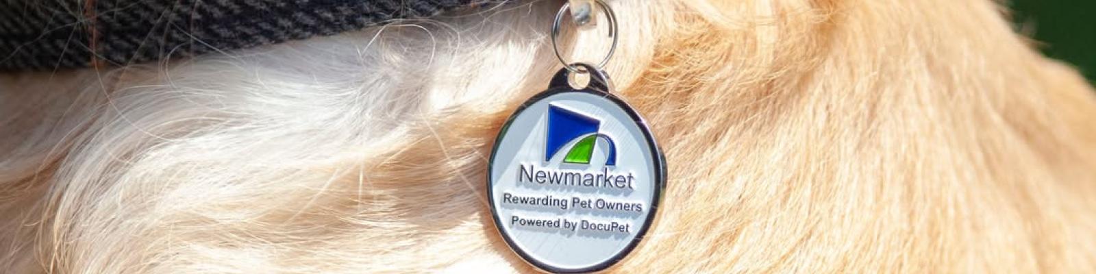 Close up of a dog with a Newmarket Pet Tag on its neck 