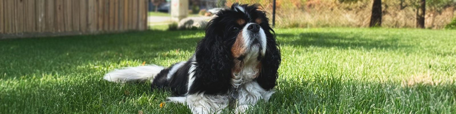 black and white dog sitting in a backyard on the grass with a black fence behind