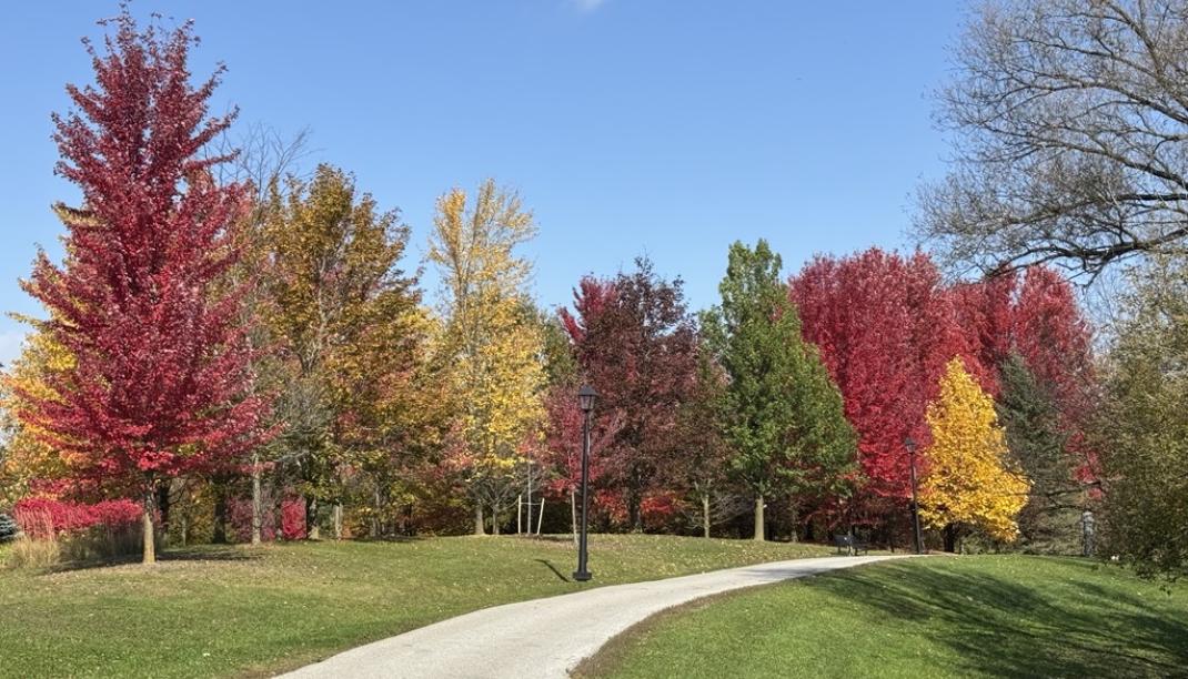 Tom Taylor Trail - Fall