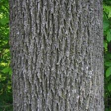 Ash tree bark with green leaves in the background.