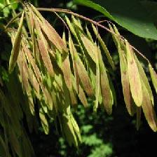 Green and brown Ash tree seed pods hanging from a tree branch.