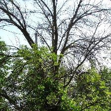 Tall tree with bare branches above, green leaves below, against a bright sky.