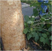 Tree trunk with bark damage and green leaves nearby.