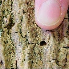 Finger pointing at a small hole in tree bark.