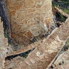 Tree trunk and bark segments with insect markings.