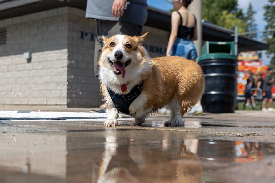 Happy Corgi in a harness, standing on wet pavement in a park setting.
