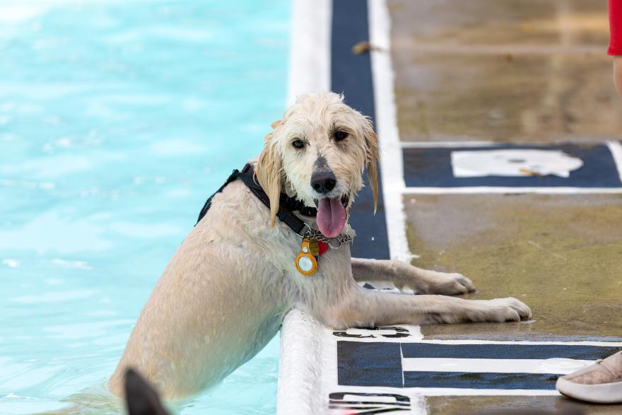 Wet dog with tongue out, leaning on pool edge.