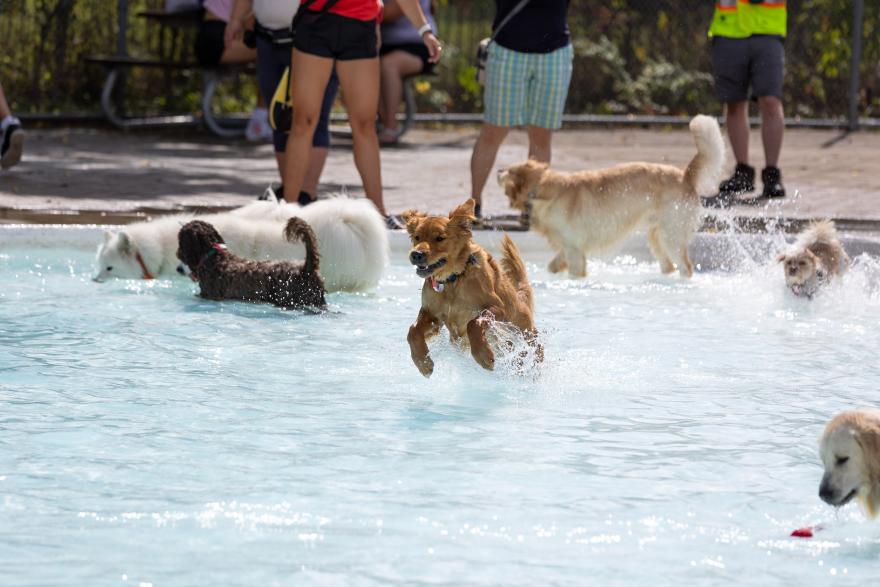 Dogs playing in a pool, some splashing and jumping, with people nearby.