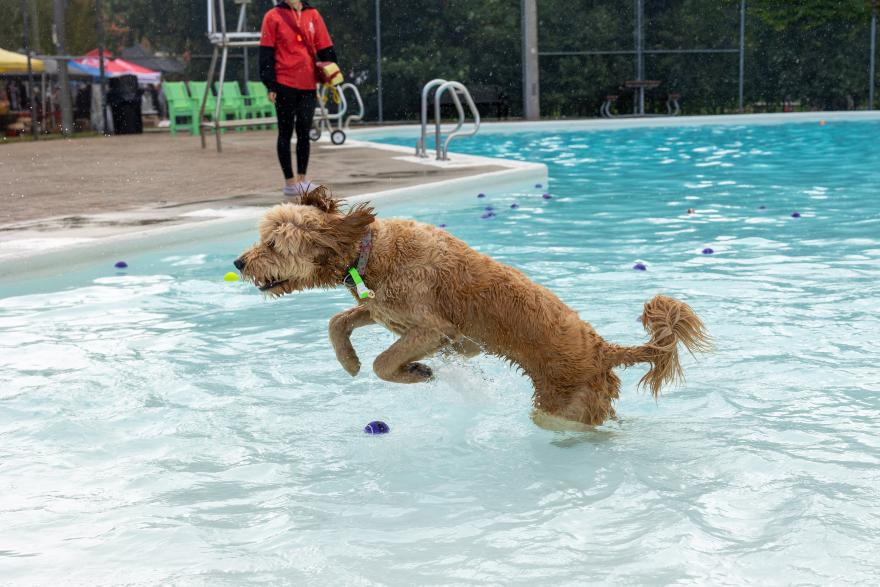 Dog jumping playfully in a swimming pool.