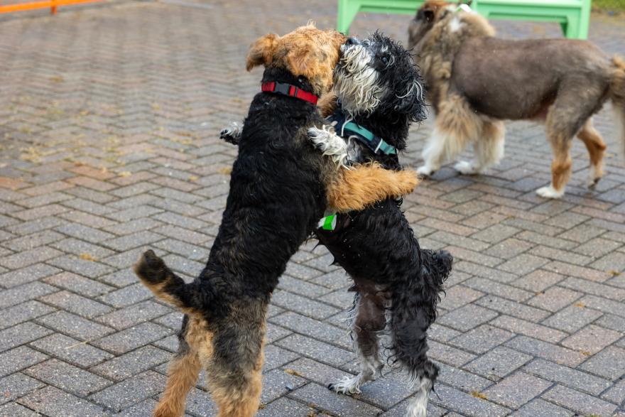 Two dogs playfully wrestling on a brick pathway, with two others watching.