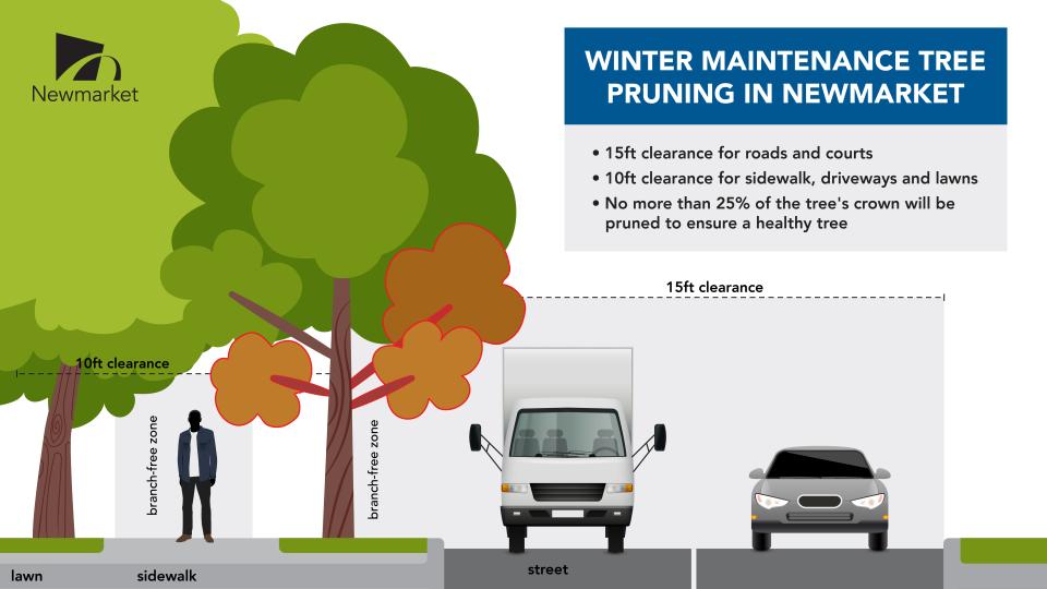 Illustration of tree height guidelines with cars and a person for pruning in Newmarket.