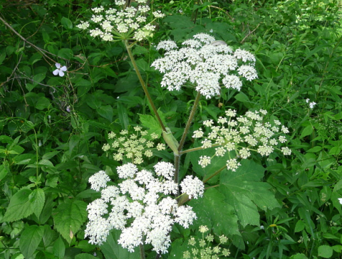 Cow Parsnip with white flowers and green leaves in lush foliage.