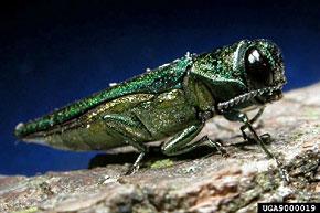Shiny green Emerald Ash Borer on a branch against a dark background.