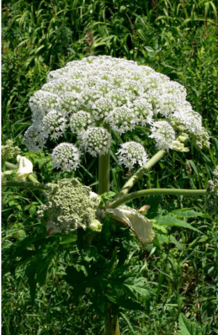 Giant Hogweed with large white flower clusters in a green field.