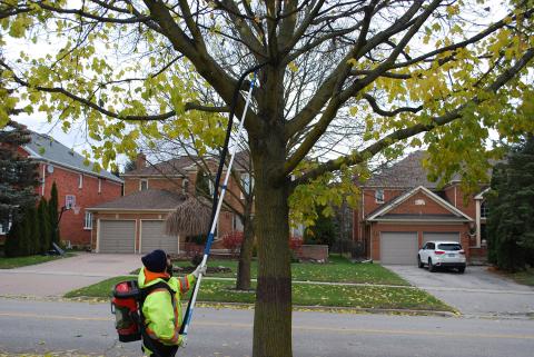 Worker uses a backpack vacuum to remove Spongy Moth eggs from a tree.