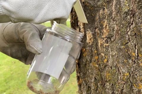 Scraping Spongy Moth eggs into a jar with gloved hands.