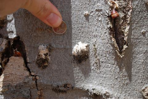 Hand holding a dime near Spongy Moth eggs