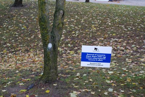 Tree with a sign on a grassy area covered in fallen leaves.
