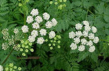 Poison Hemlock with white flowers and green leaves in dense foliage.
