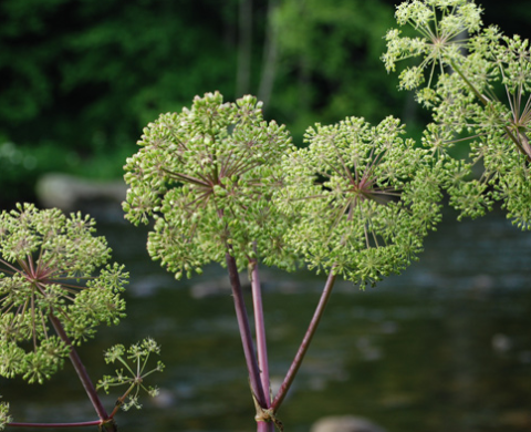 Purple Stem Angelica by a flowing river.