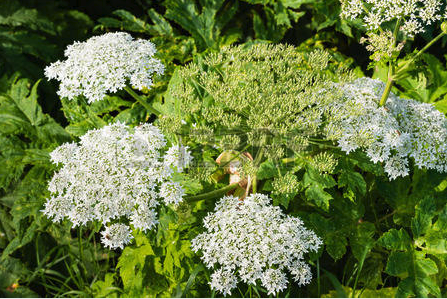 Spotted Water Hemlock with white and green flowers in sunlight.