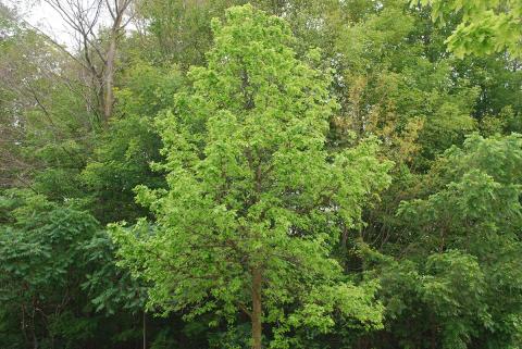 A tree with lush green leaves in a forest setting.