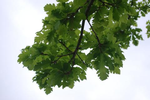 Branch with green oak leaves against cloudy sky.