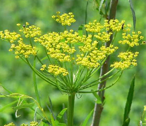 Wild Parsnip with clusters of small yellow flowers on tall green stem, blurred green background.