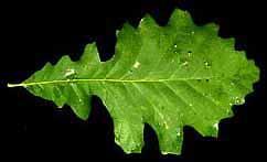 Bur oak leaf on black background.