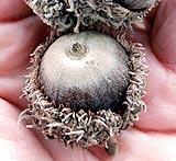 Bur oak acorn with a fringed cap held in a hand.