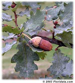 English oak acorn hanging on a branch with green leaves.
