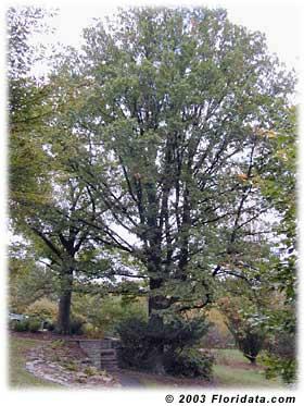 Large green English oak tree in a park setting with pathways nearby.