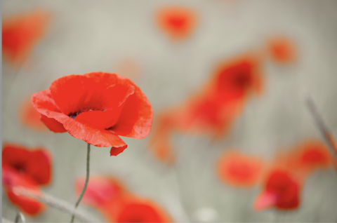 Red poppies in a field with a soft, blurred background.
