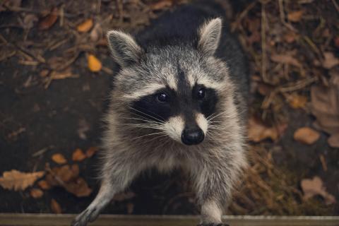 Racoon in the wild