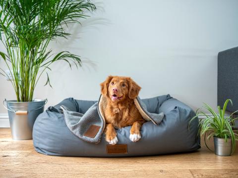 brown dog in grey dog bed in a room