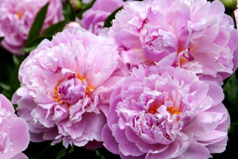 Pink peony