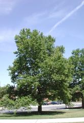 Large green London Planetree under a clear blue sky.