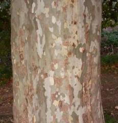 London Plantree trunk with mottled bark in shades of gray, beige, and brown.