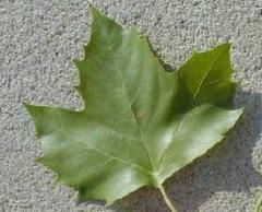 Green London Planetree leaf on gray concrete background.