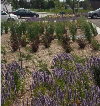 Purple flowers and green bushes in a landscaped garden near parked cars.
