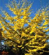 Yellow ginko tree with autumn leaves against a clear blue sky.