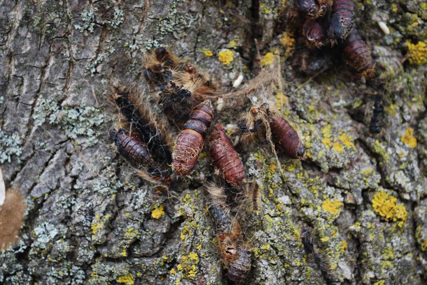 Bark with yellow moss and clusters of moth larva.