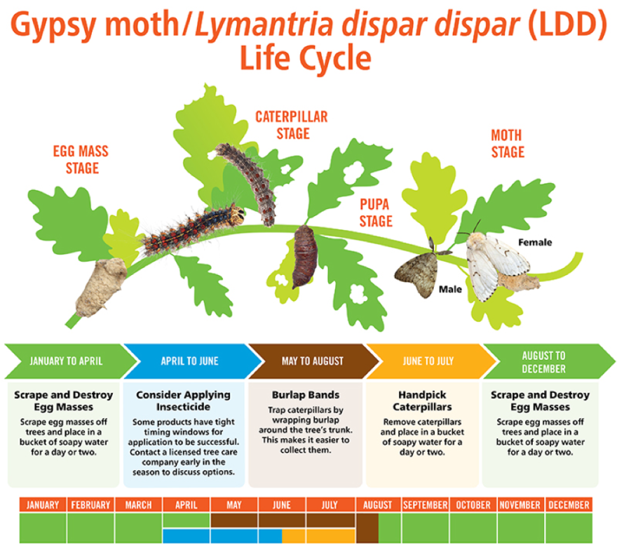 Gypsy moth life cycle chart with stages from egg to moth.