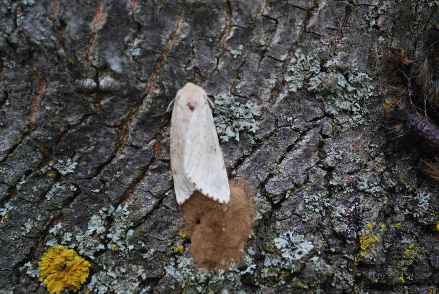 White moth on tree bark with lichen patches.